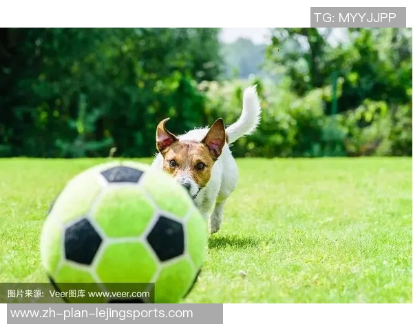 足球狗壁纸让你的桌面充满活力与趣味，尽享运动与宠物的完美结合
